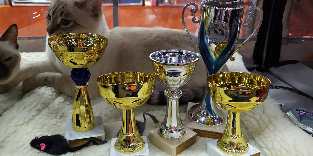 Международная выставка кошек «Золотая котоосень»