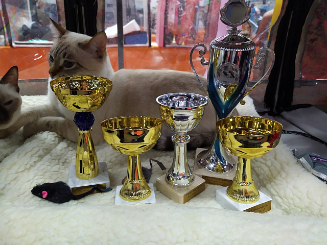Международная выставка кошек «Золотая котоосень»